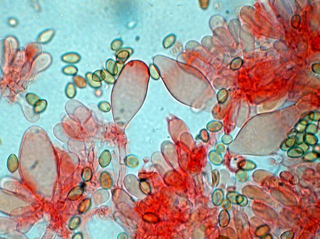 Agrocybe sororia s.l.